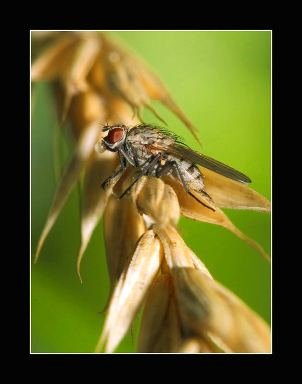 photo "" The fly, or... " Yes it bubble gum "" tags: nature, macro and close-up, insect