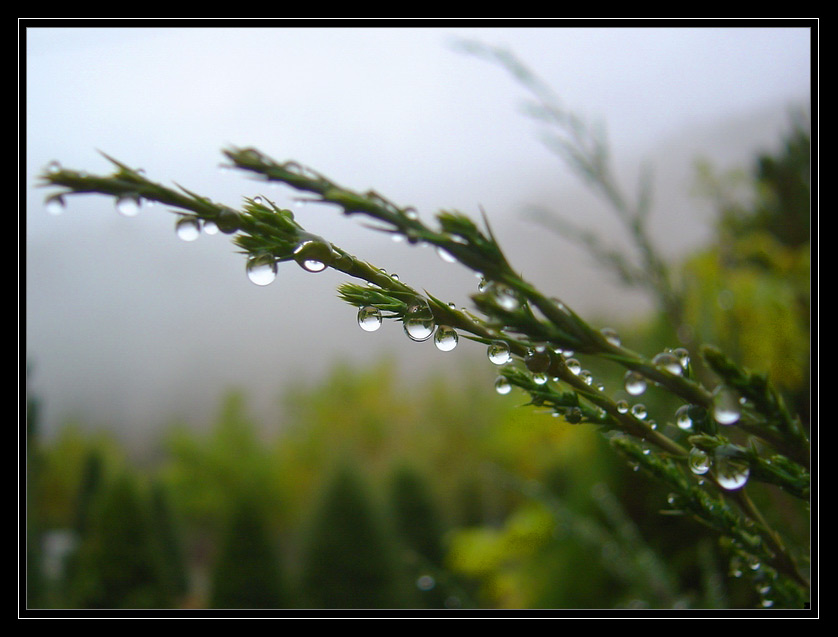 photo "Foggy morning - I" tags: macro and close-up, landscape, autumn