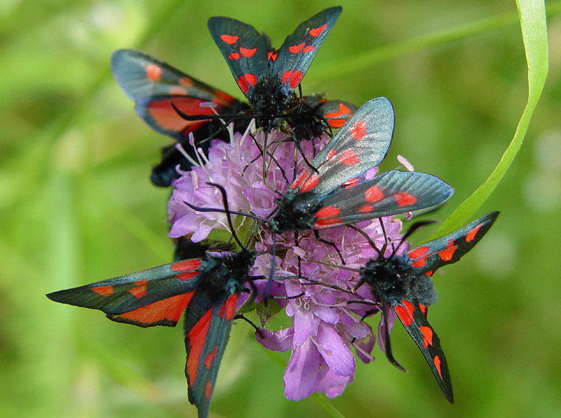 photo "Family dinner" tags: nature, macro and close-up, insect