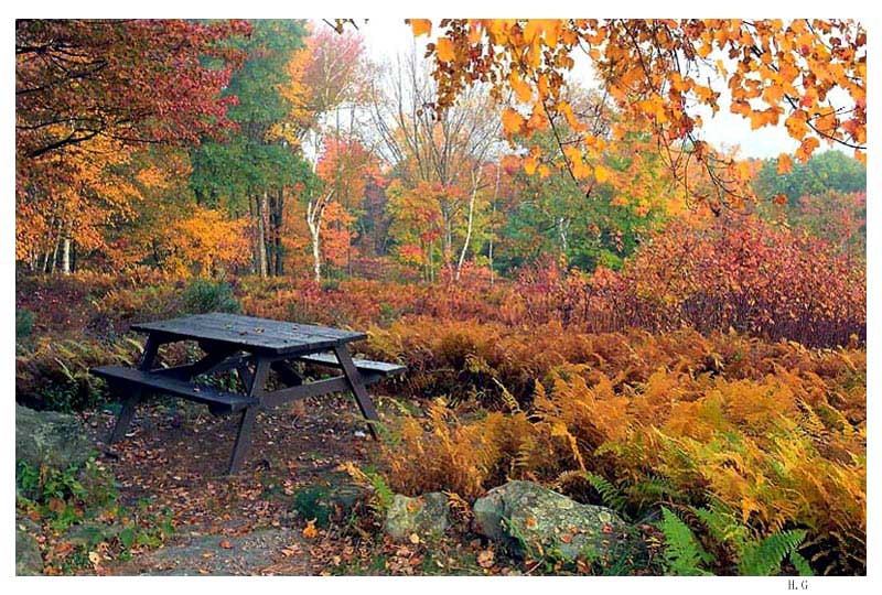 photo "fall" tags: landscape, autumn, forest