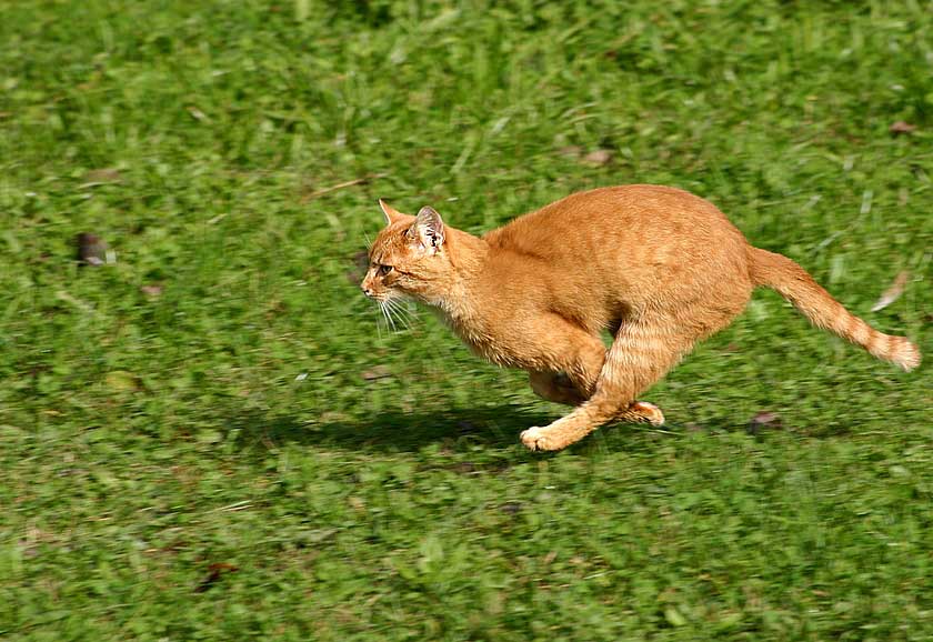 фото "Speeeeed !" метки: природа, домашние животные