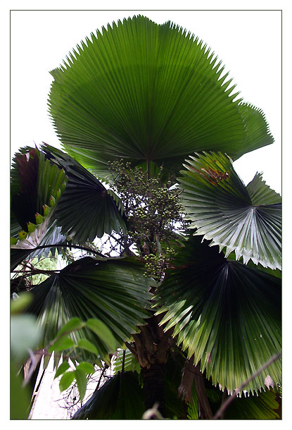 photo "the palm" tags: landscape, nature, flowers