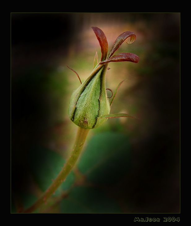 photo "Simply flower" tags: macro and close-up, still life, 