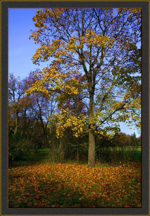 photo "Soon evening !" tags: nature, landscape, autumn, flowers