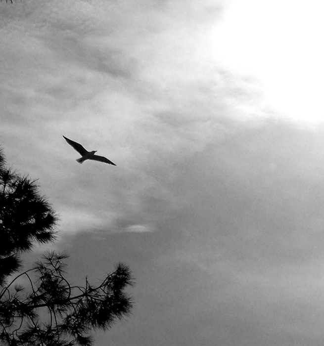 photo "holly spirit" tags: black&white, 