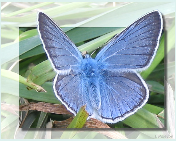 photo "The butterfly" tags: macro and close-up, 