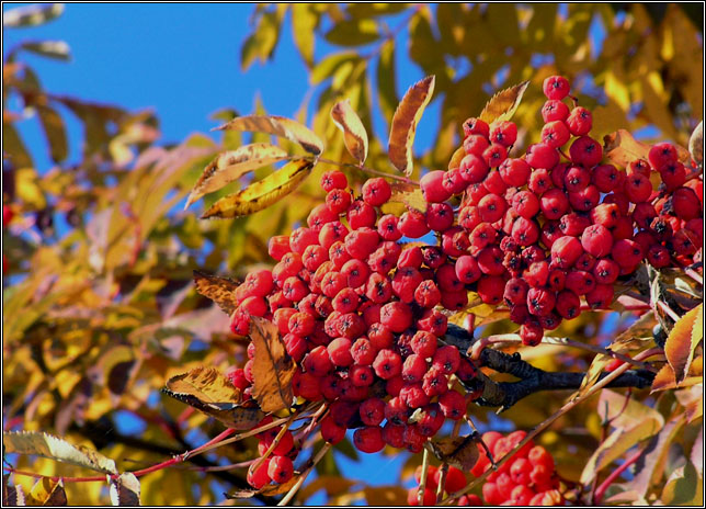 фото "Осенние краски" метки: пейзаж, природа, осень, цветы