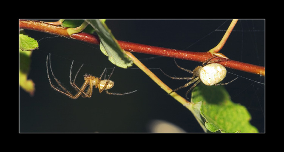 photo ""Comrade Bender! Where you... "" tags: nature, macro and close-up, insect