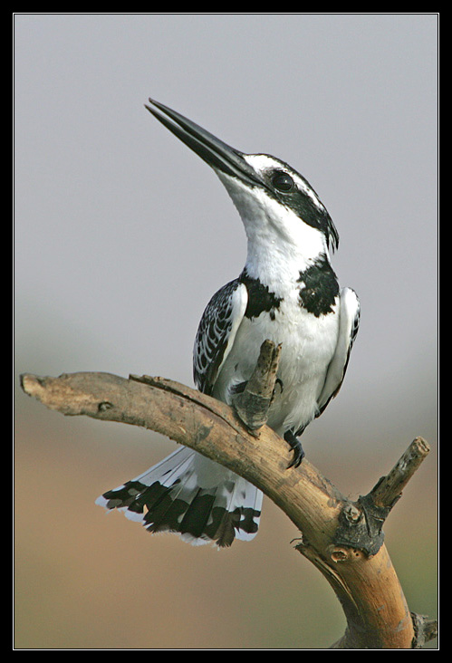 photo "Serial Killer - Pied Kingfisher - Ceryle rudis II" tags: nature, genre, wild animals