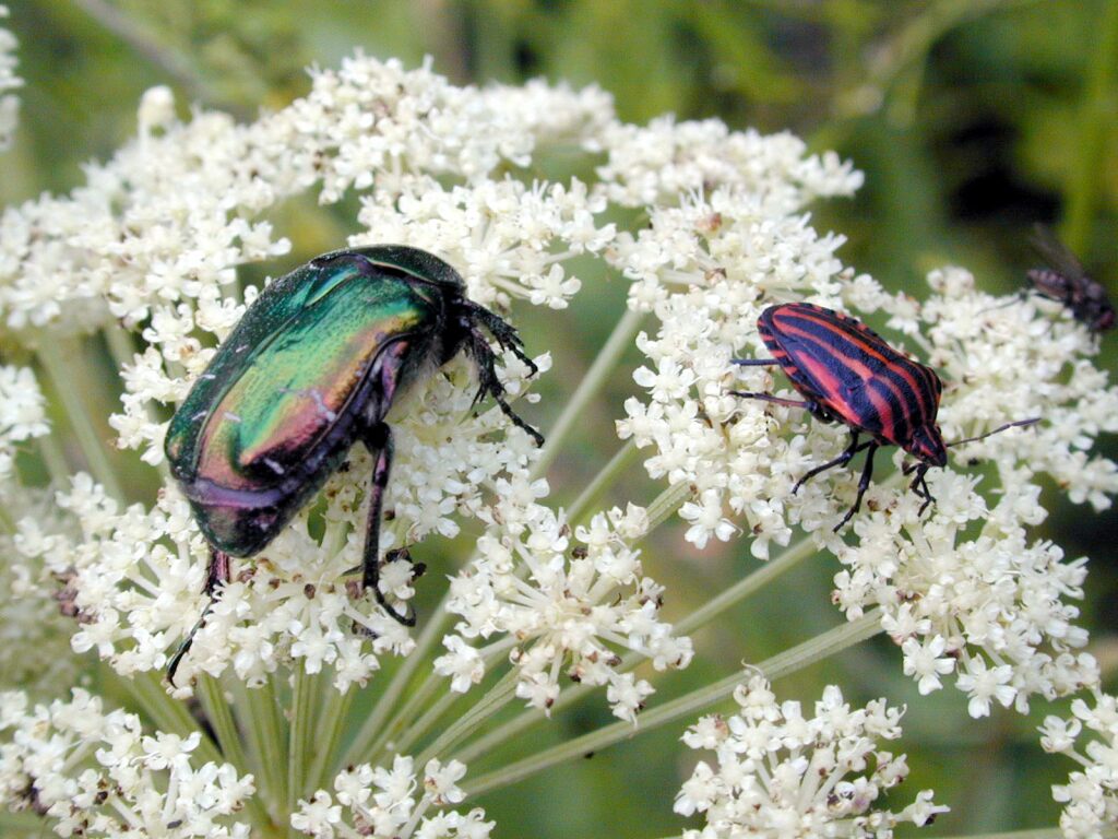 photo "Leave me alone, there`s not enough room" tags: nature, insect