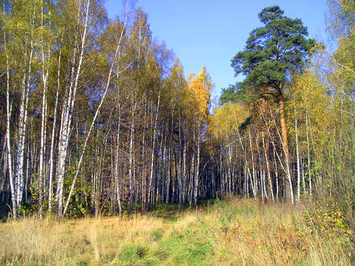 фото "Осенняя роща" метки: пейзаж, природа, лес