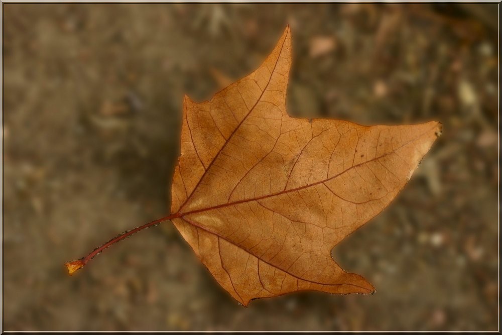 photo "Autumn leaf" tags: misc., nature, flowers