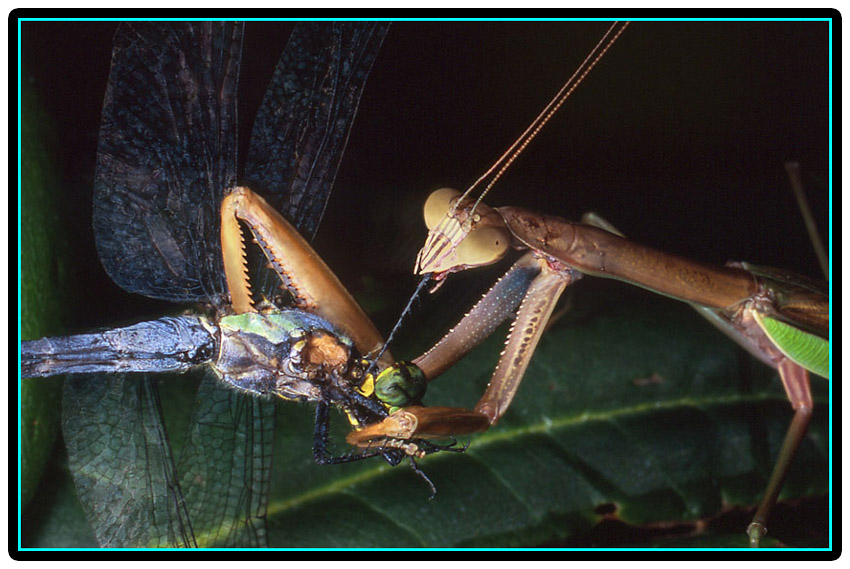 фото "I Love Dragonflies" метки: макро и крупный план, природа, насекомое