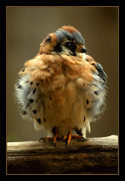фото "Ну и?...." метки: природа, портрет, дикие животные