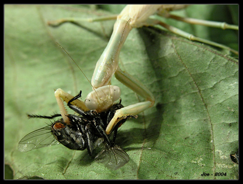 photo "***Hunting ****" tags: macro and close-up, 