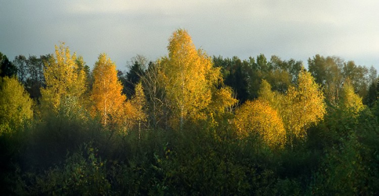 photo "Gold distances" tags: landscape, autumn