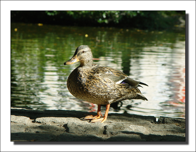 photo "Czech duck..." tags: nature, travel, Europe, pets/farm animals