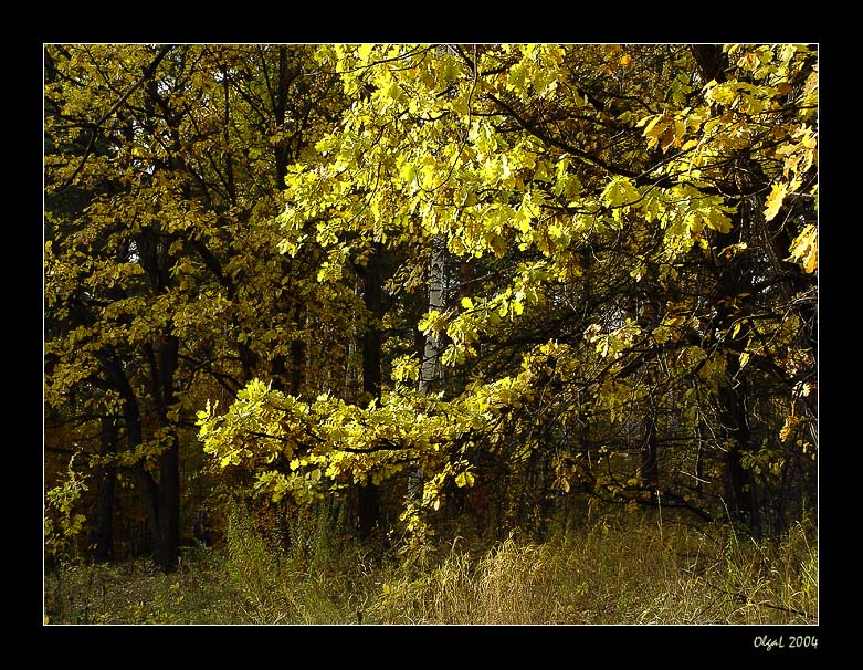 фото "В каждом листочке - солнце" метки: пейзаж, лес, осень