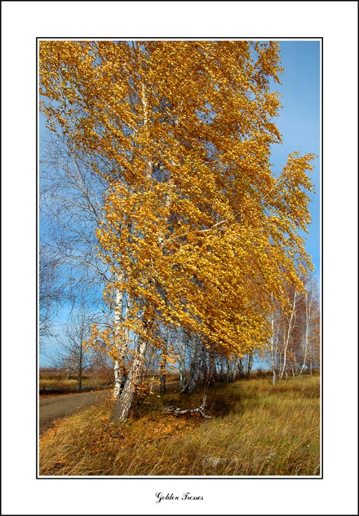 photo "Golden Tresses" tags: misc., landscape, autumn