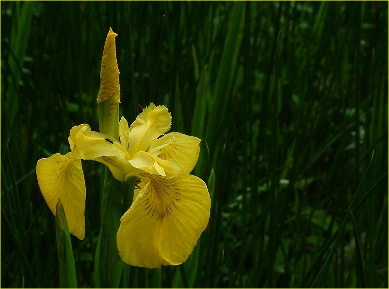 фото "Желтый цветок" метки: природа, цветы