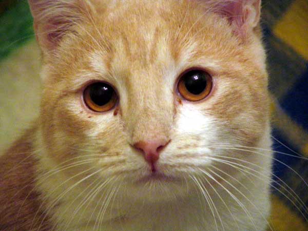 фото "плачущий котенок" метки: природа, домашние животные
