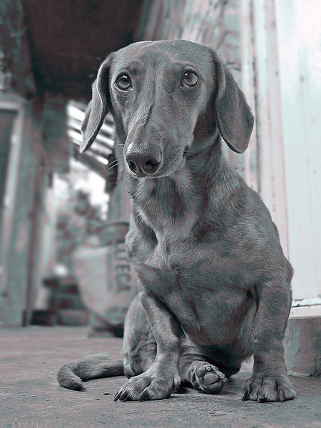 photo "Luckie" tags: misc., nature, pets/farm animals