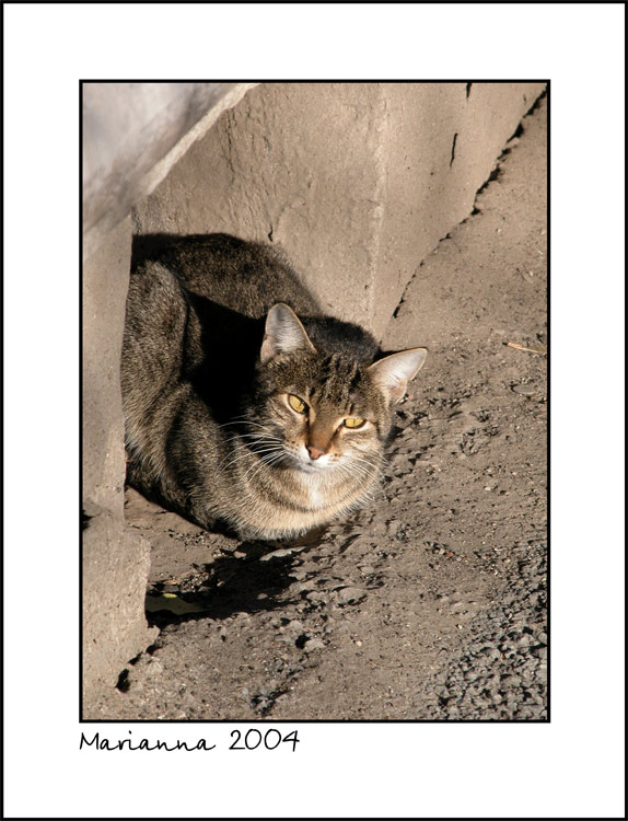 photo "Cat" tags: misc., nature, pets/farm animals