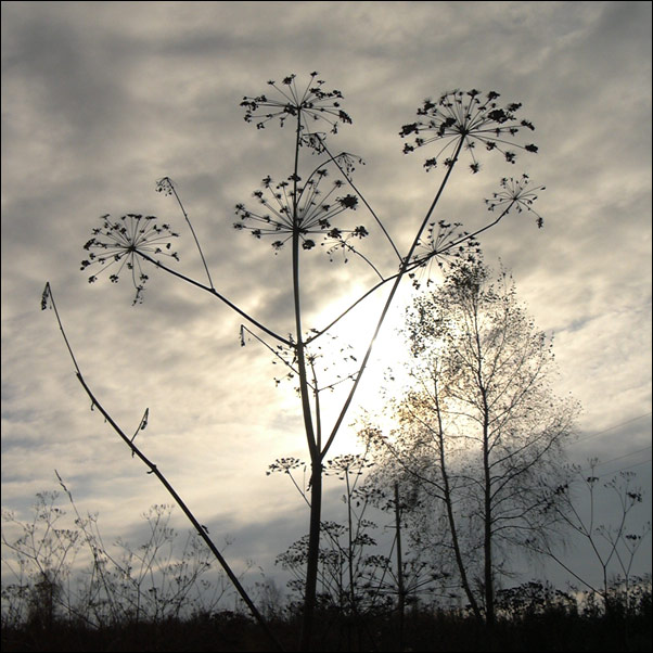 photo "The tree" tags: landscape, autumn, clouds