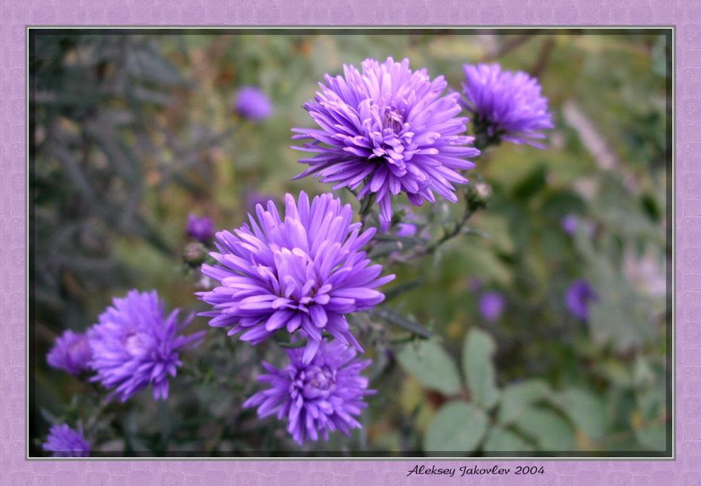 photo "Autumn flowers" tags: macro and close-up, nature, flowers