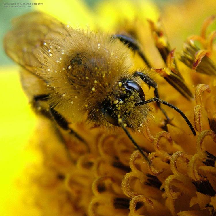 photo "макро" tags: nature, macro and close-up, insect