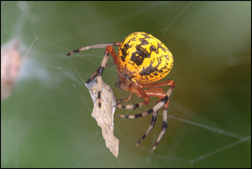 photo "Marbled Orb Weaver With Prey" tags: macro and close-up, nature, insect