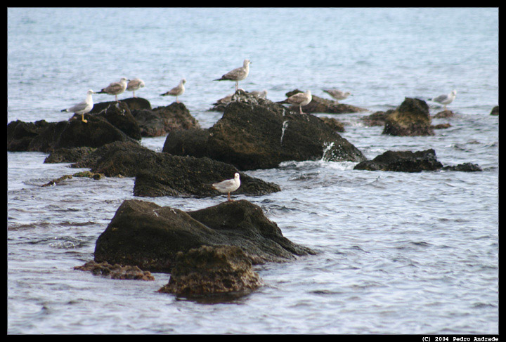 фото "Seaguls" метки: пейзаж, вода