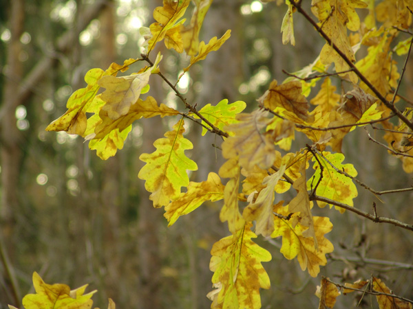 photo "Autumn it is time..." tags: nature, flowers