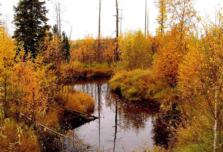 photo "Small river Pyrja-Jaha in the autumn" tags: landscape, autumn, forest