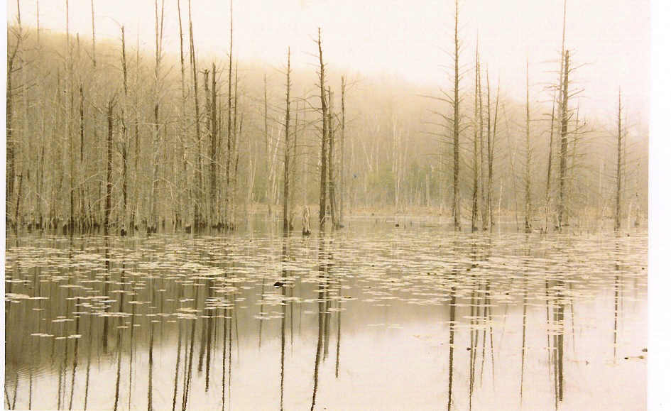 photo "In the mist she was standing." tags: landscape, forest, water