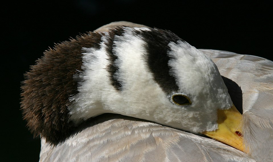 photo "Concealed" tags: nature, wild animals