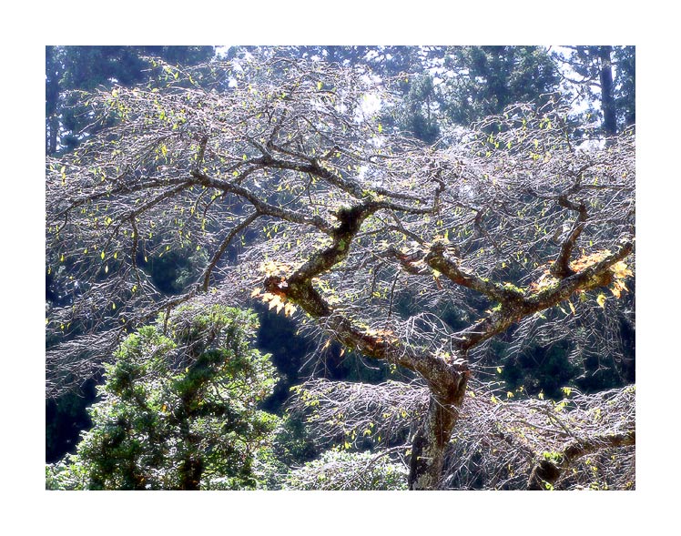 фото "дерево света" метки: пейзаж, природа, лес, цветы