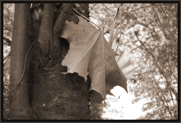 photo "three seconds spent out of sansara" tags: landscape, autumn, forest
