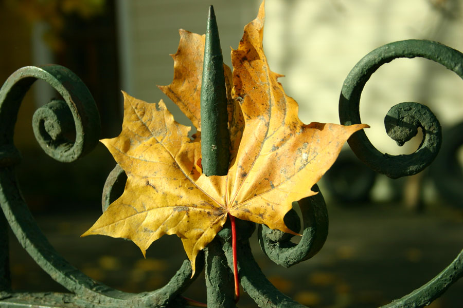 photo "Autumn" tags: genre, 