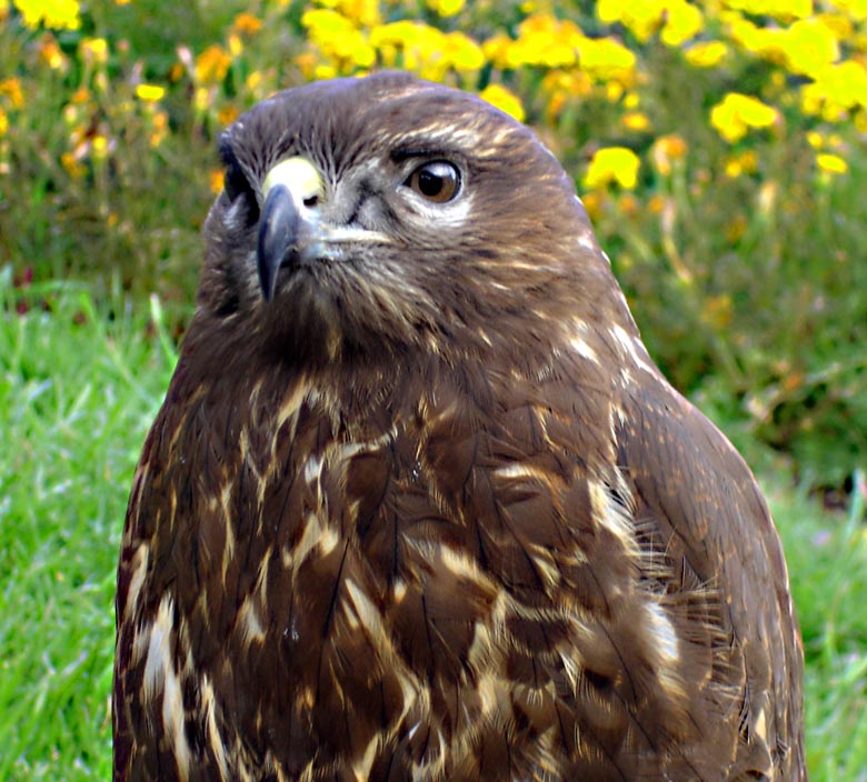 photo "Sharp-sighted eye" tags: nature, wild animals