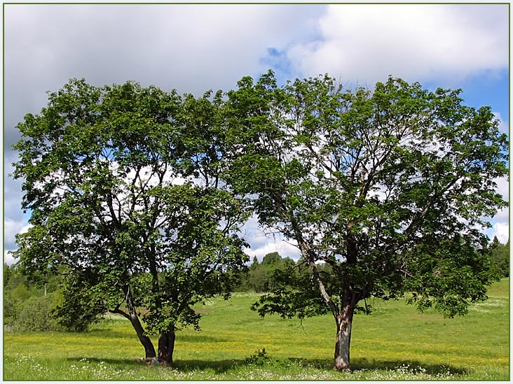 photo "Two comrades" tags: landscape, summer