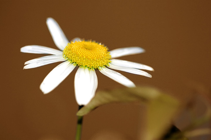 фото "Daisy" метки: макро и крупный план, 