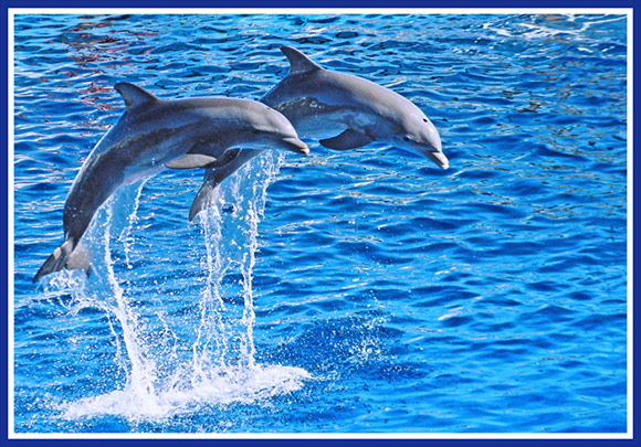 photo "Dolphins" tags: nature, pets/farm animals