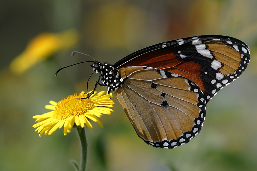 photo "Butterfly" tags: macro and close-up, nature, insect