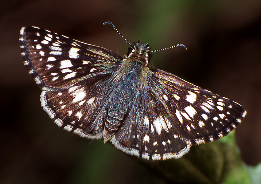 photo "Common Checkered Skipper" tags: nature, insect