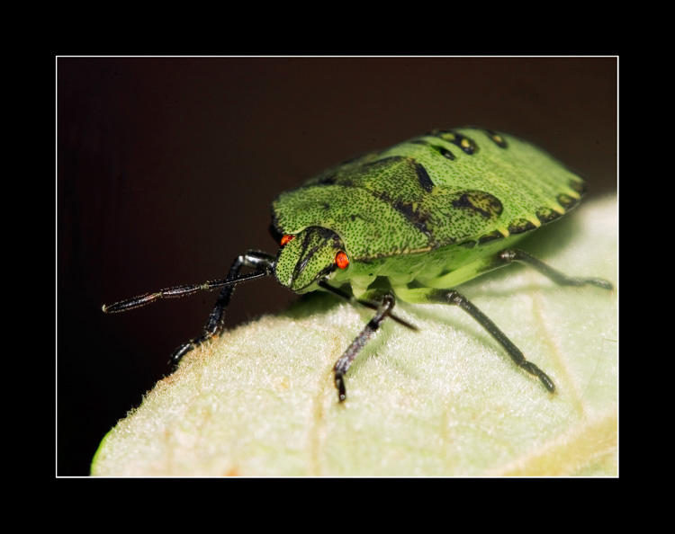 photo "" The bug ordinary, or the Battleship in darkness" tags: nature, macro and close-up, insect