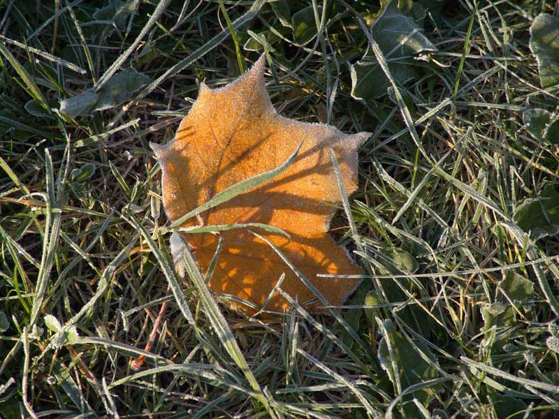 photo "First frost" tags: genre, nature, flowers