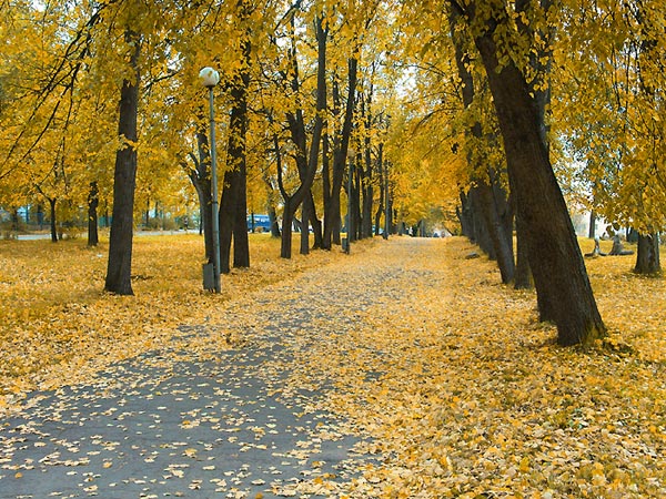 фото "Осень.Петрозаводск." метки: пейзаж, природа, осень, цветы