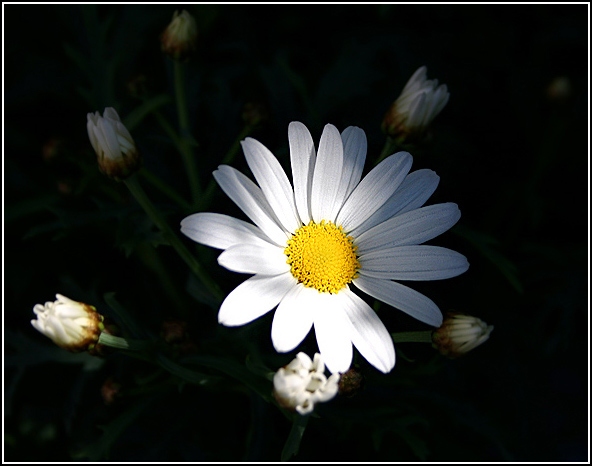photo "Daisy under a light ray" tags: nature, flowers