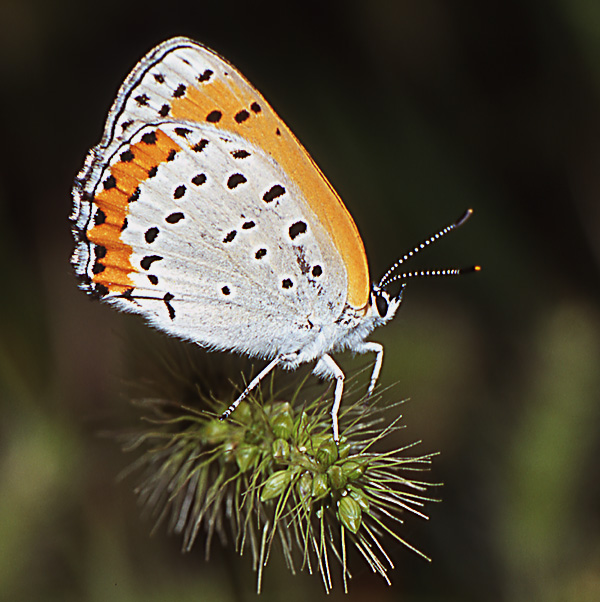 photo "On a spiky ground" tags: nature, insect